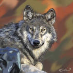 Wolf by Emzebra