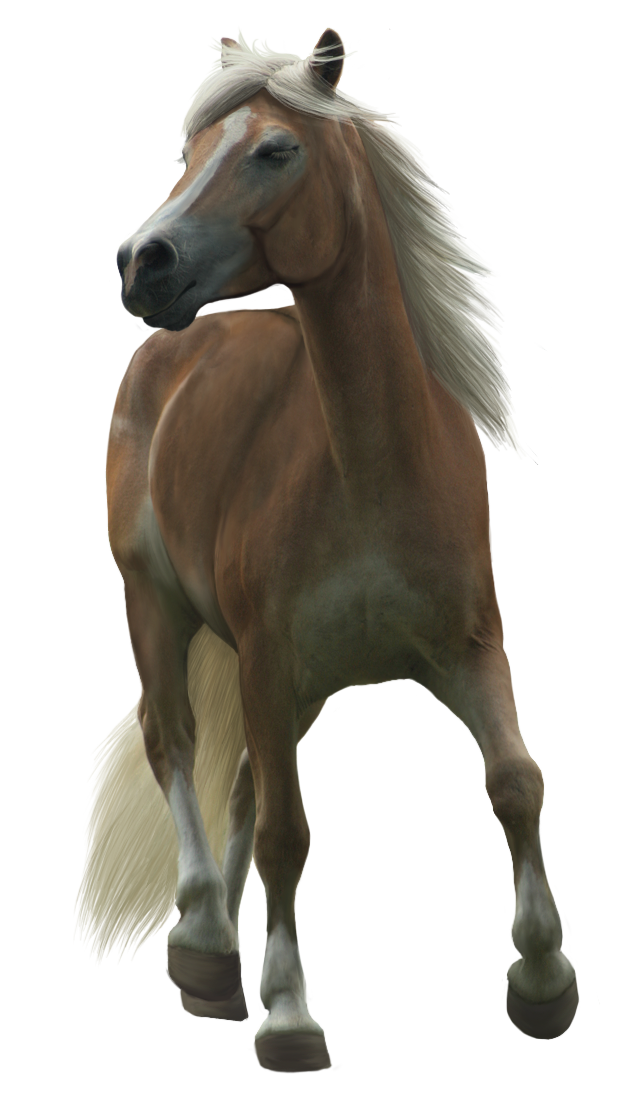Haflinger TR stock 1 by Bundy-Stock