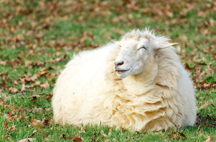 The Happiest Sheep by Tom-Mosack