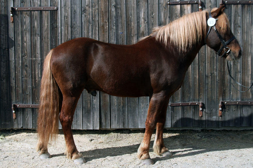 Bjorkemaane by Snofte Bjorkemaane by Snofte