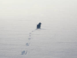 proud dog by obi1-87