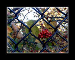 Forbidden by Trippy4U