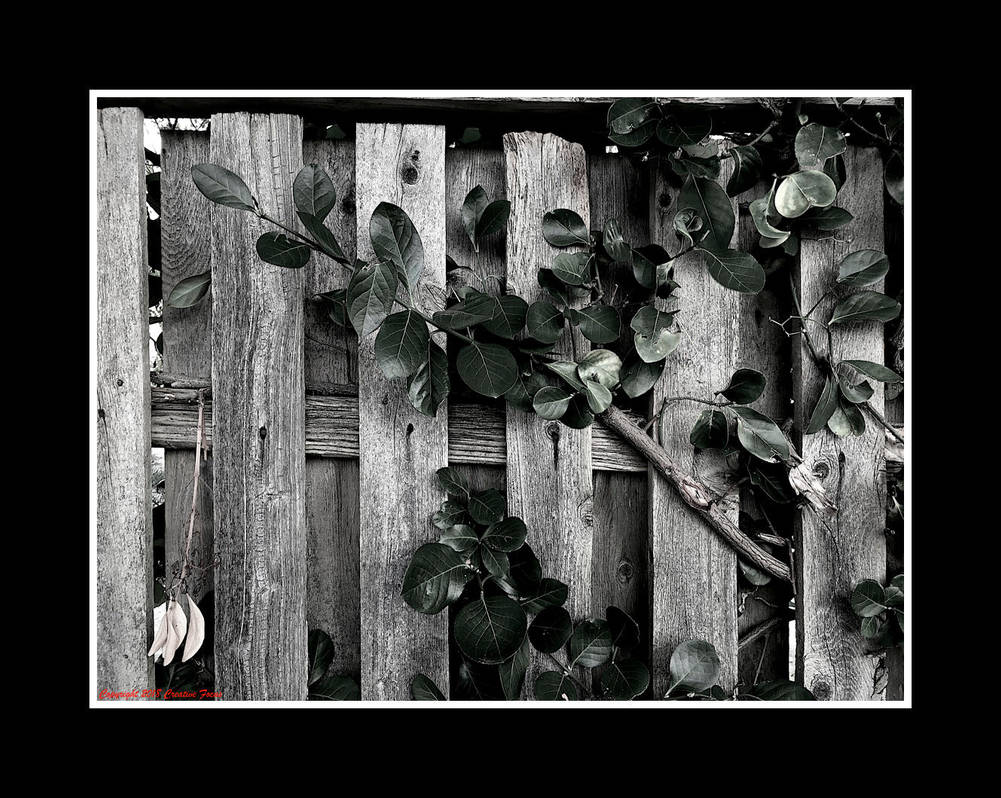 Eve by Trippy4U Eve by Trippy4U