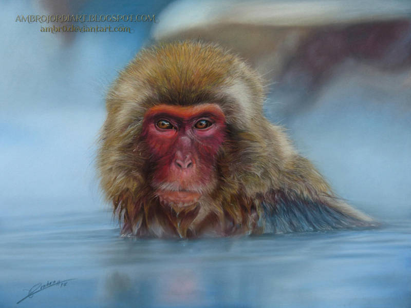 Japanese Macaque by AmBr0