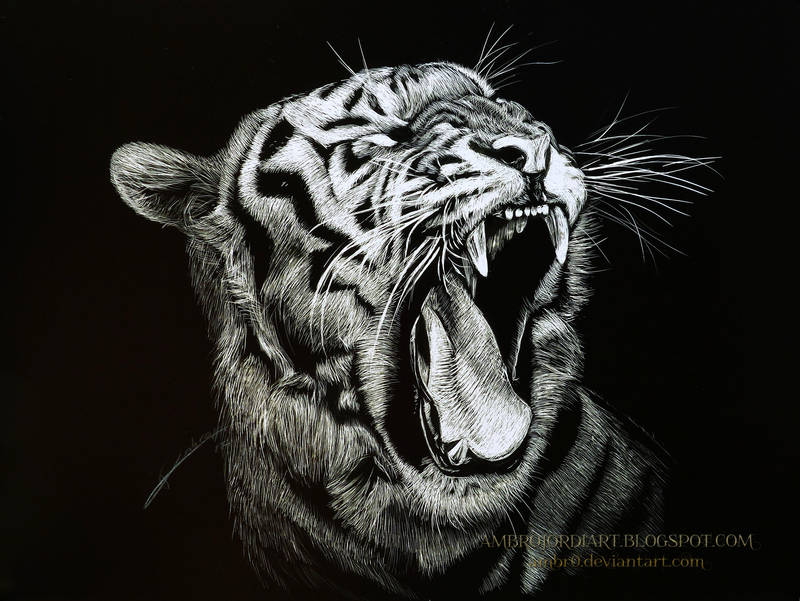 Tiger Scratchboard by AmBr0