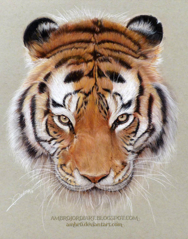 Tiger Drawing by AmBr0