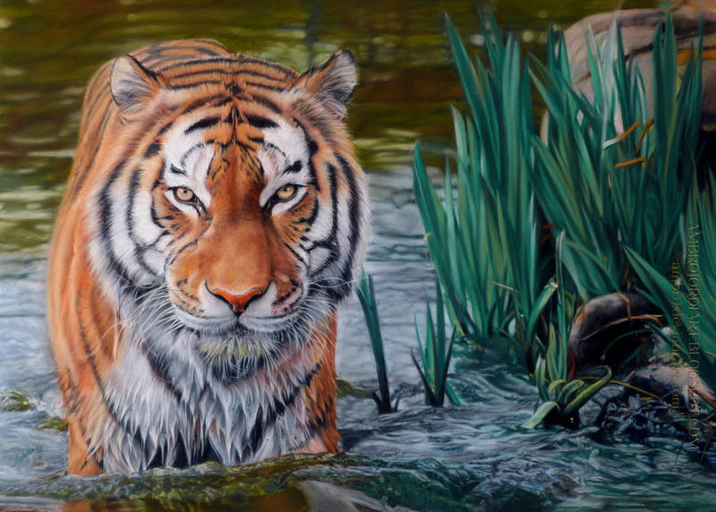 Tiger in Water Drawing by AmBr0 Tiger in Water Drawing by AmBr0