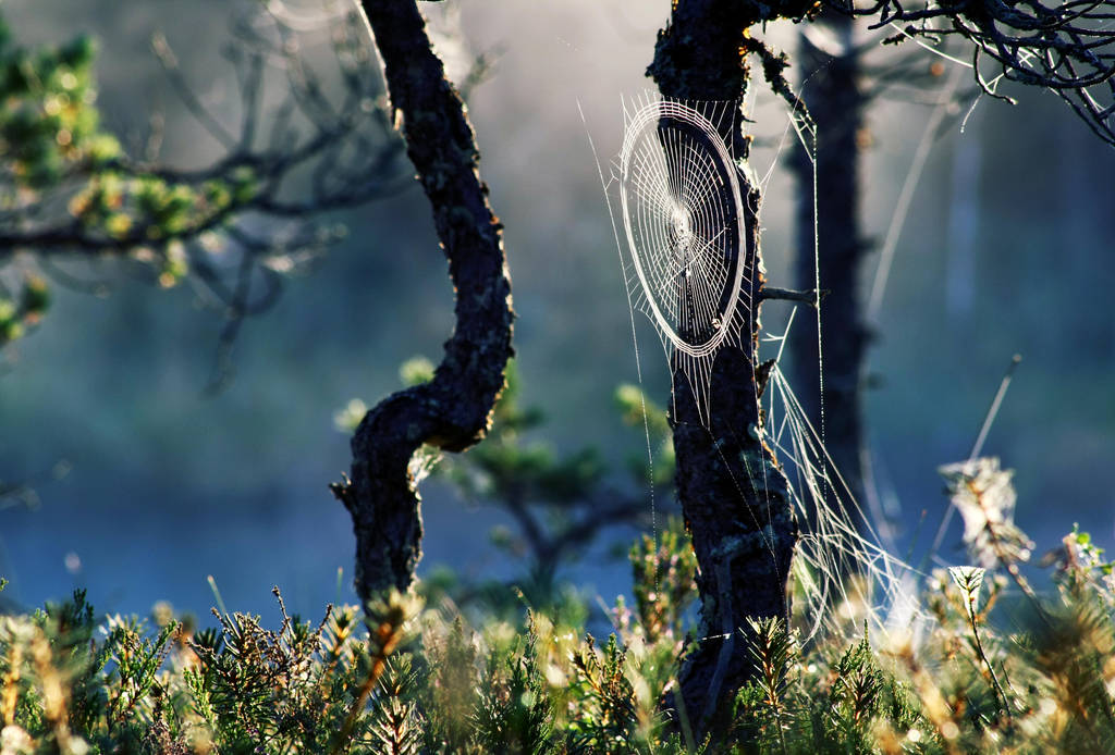 6.8.2013: Cobweb by Suensyan