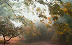 The Misty Forest by emmil