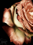 Swoon by RainaAstaldo