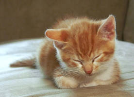 Sleeping Kitten by joyandsoul