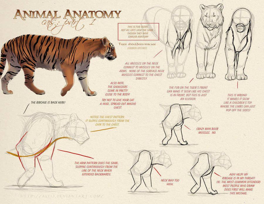 Animal Anatomy - Cats Part 1 by akeli