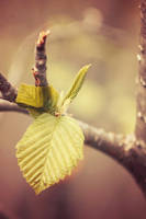 Leaf by thelovelyones
