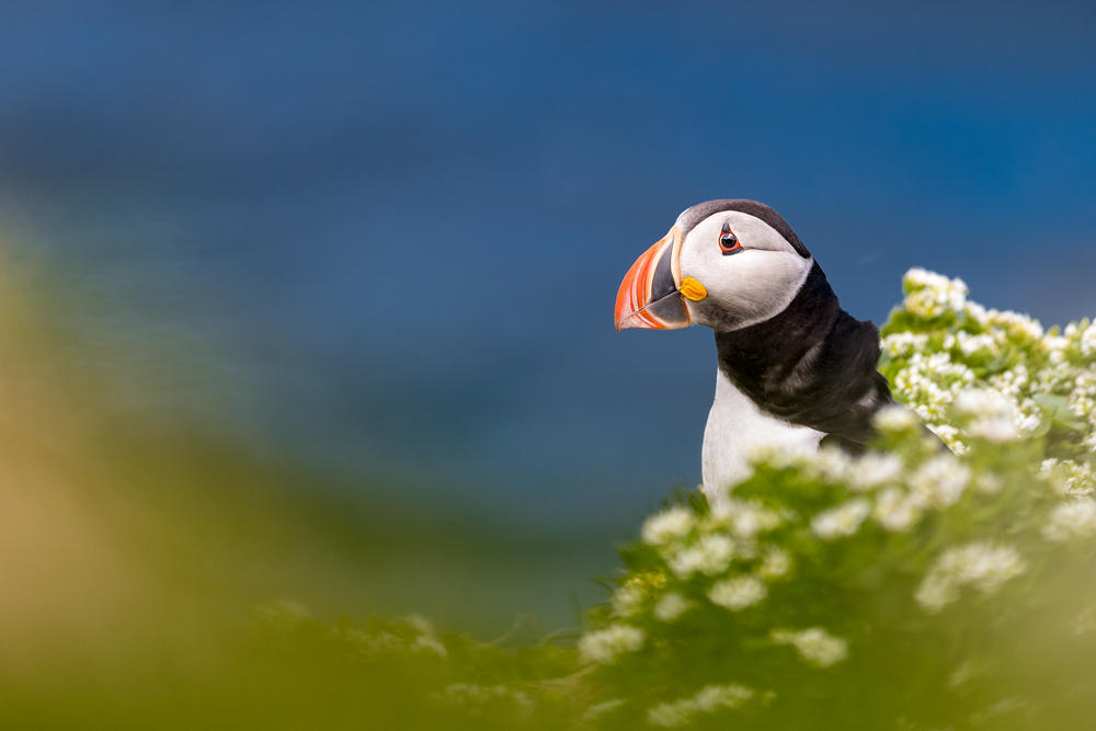 Puffin by NicoFroehberg Puffin by NicoFroehberg