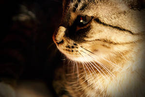 Biscuit Whiskers by j4d3