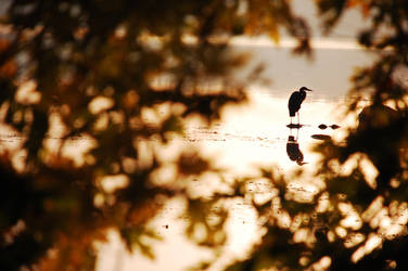 crain in fall 1 by pexa