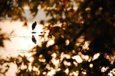 crain in fall 3 by pexa