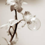 bulle de savon by julie-rc