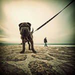 A dog on the beach by julie-rc