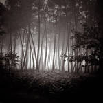 Stroll in forest... by julie-rc