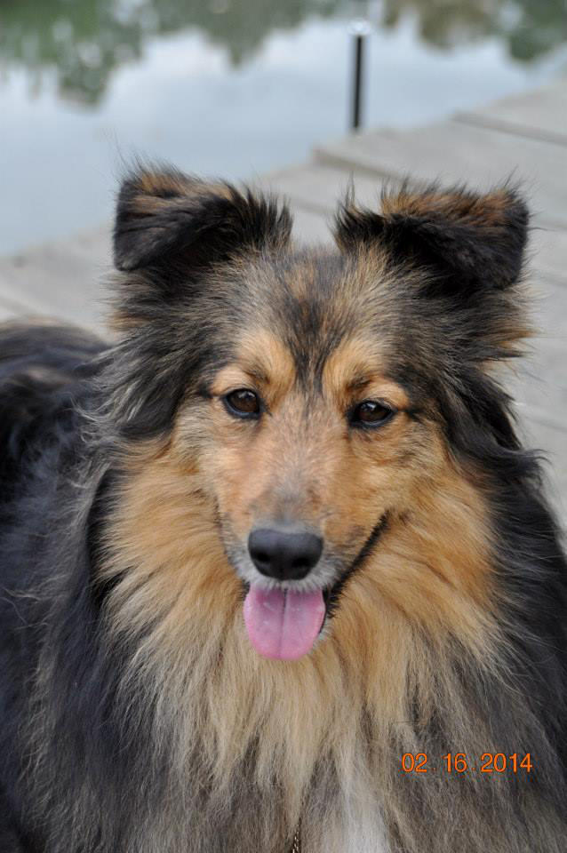 Shetland Sheepdog Headshot Stock by Sheltiegirl17