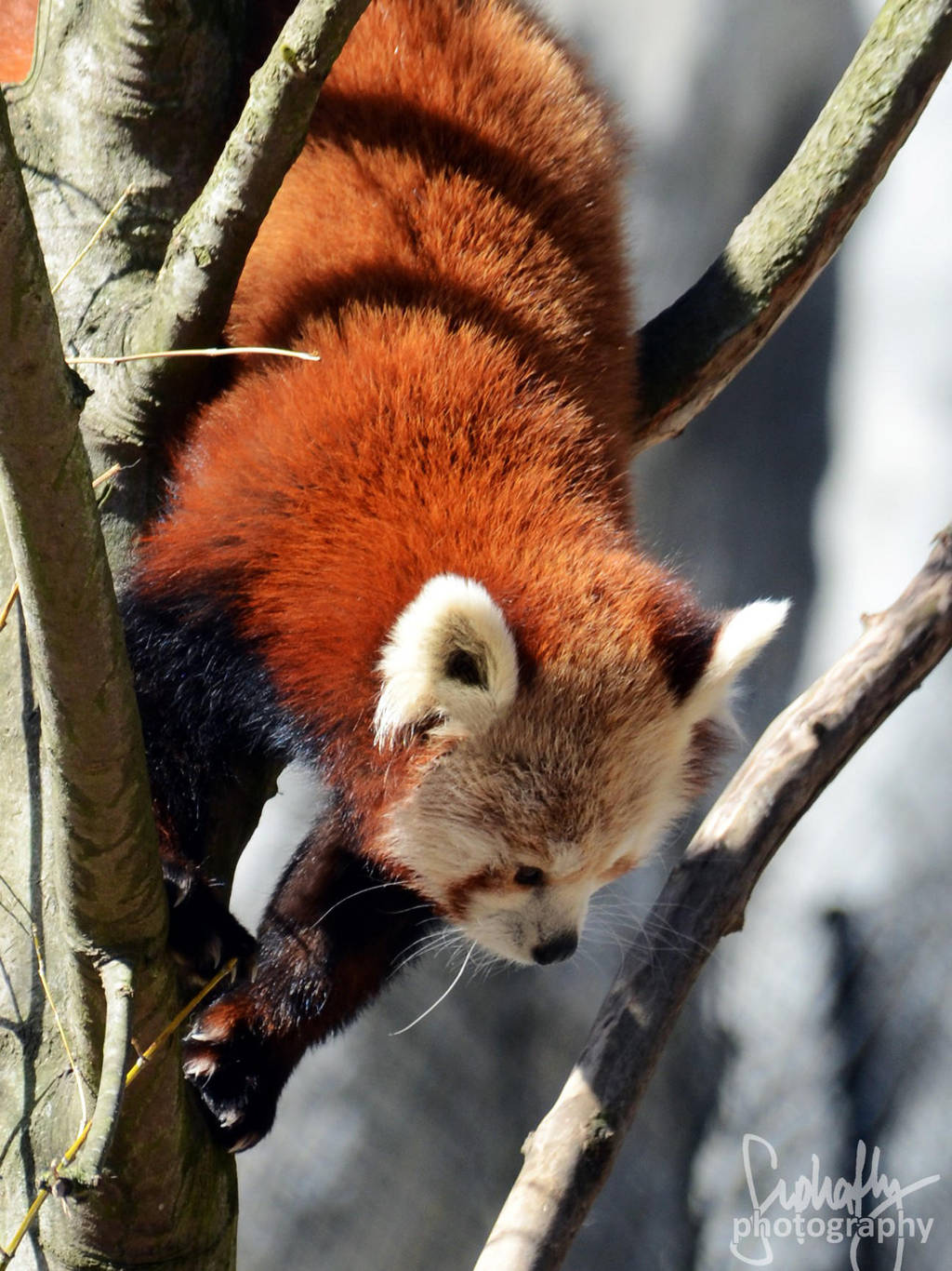 Red Panda by suphafly
