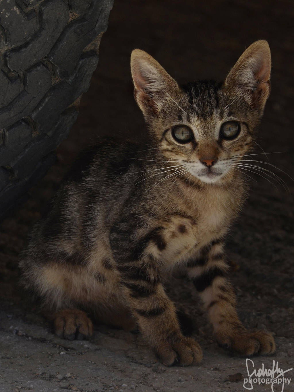 Little Kitty II by suphafly