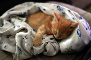 Sleepy kitten by walshy007