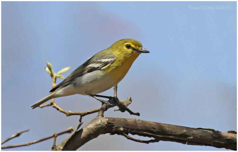 Yellow-throated Vireo by Ryser915