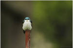 Tree Swallow by Ryser915