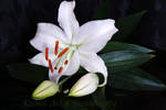 May Lily by Deb-e-ann