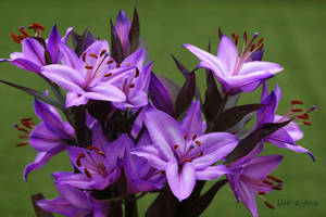 Lilac Lillies by Deb-e-ann