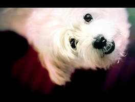 Oh Maki, not again by mila-v