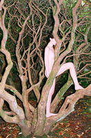 Synchrodogs by Old-York