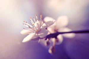 La primavera by eulalievarenne