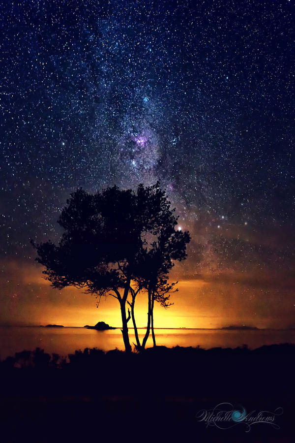 The Tree by the Sea by Questavia by Questavia