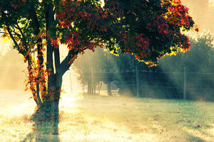 morning heat by PatrickRuegheimer