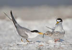 Leas Tern Family by FForns