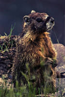 Groundhog Day. by Keylove