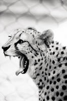 Boundaries of Language by Keylove