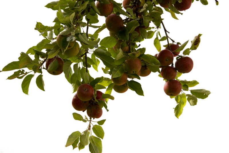 apple tree by cindysart-stock by CindysArt-Stock