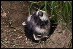 Polecat by Alannah-Hawker