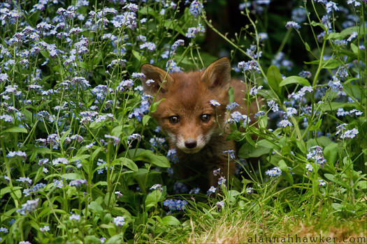 Fox Cub 03 by Alannah-Hawker