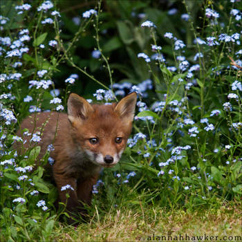 Fox Cub 19 by Alannah-Hawker