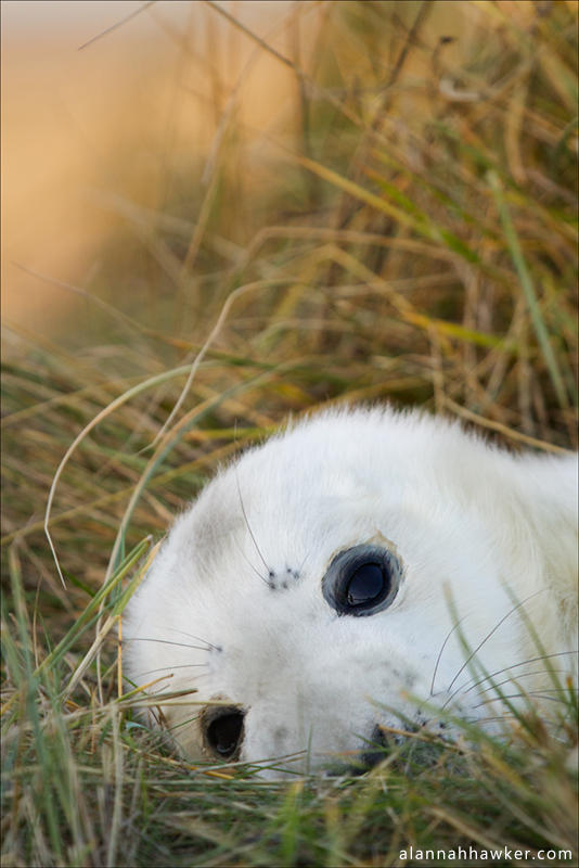 Resting II by Alannah-Hawker