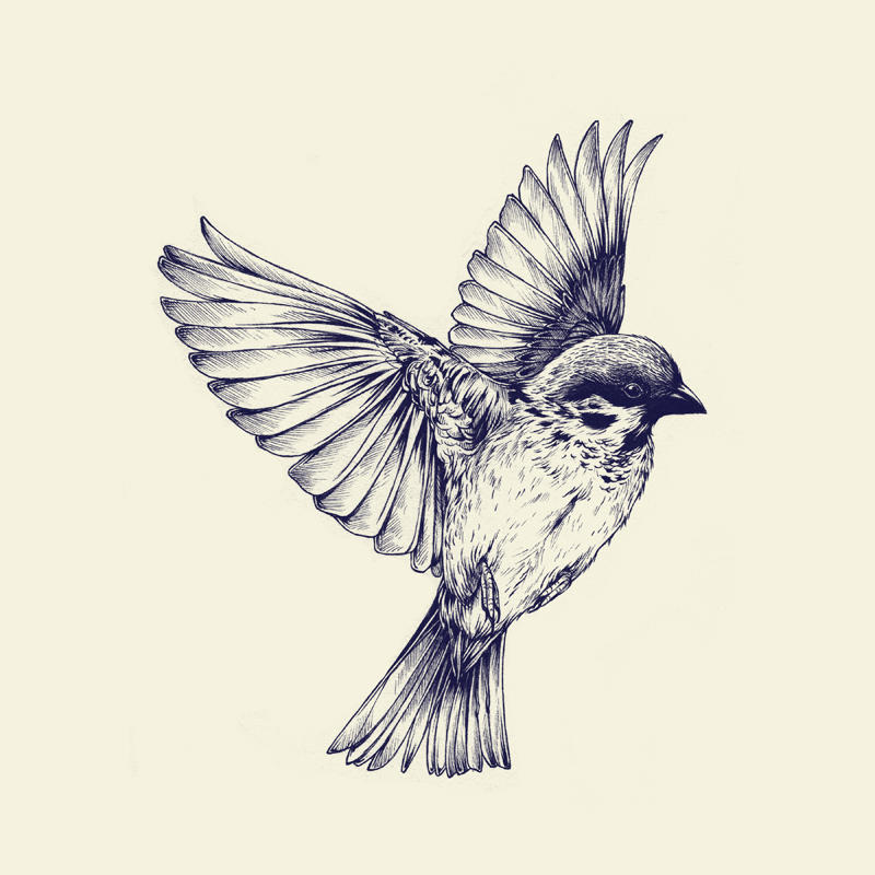 lost bird by teaganwhite