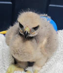 Baby Red-Tailed Hawk 6a by Windthin