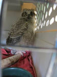 Little Great Horned Owl 1 by Windthin