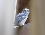 Young Gray Great Horned Owl 2 by Windthin