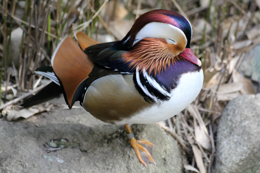 Mandarin Duck by firenze-design